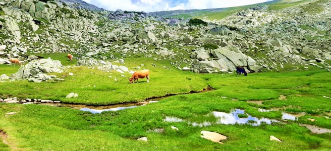 Едно от малките спанополски езера, река между езерата, алпийски крави, зелени поляни, скали.